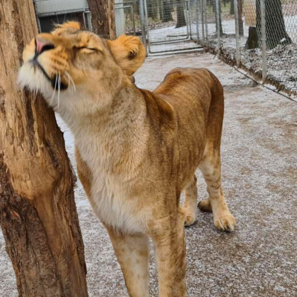 El kellett altatni a Veresegyházi Medveotthon 3 éves oroszlánját