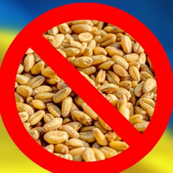Az ukrán gabonaimport jelentős kárt okozott Magyarországon