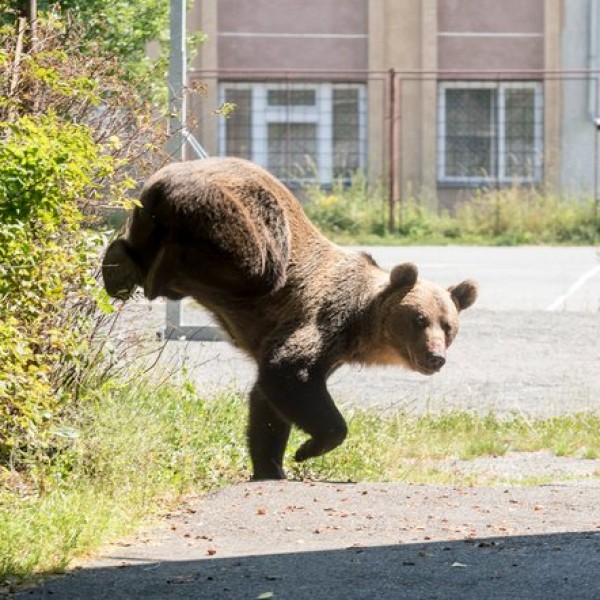 2010 óta 26 embert öltek meg medvék Romániában és majdnem 270-et megsebesítettek