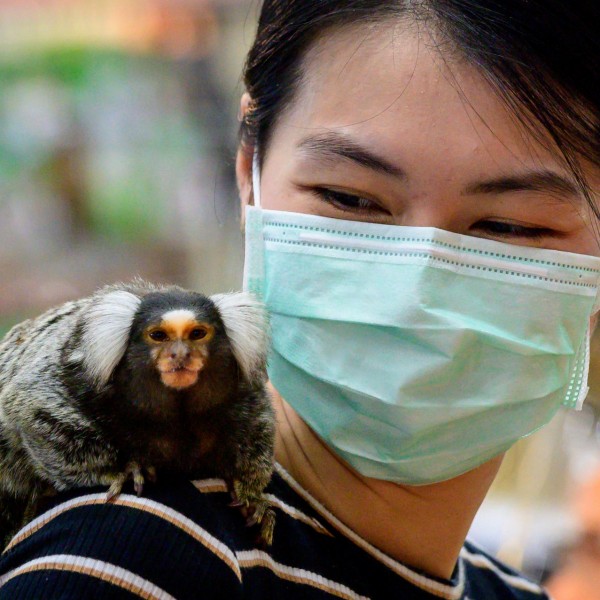 A WHO azt kéri, ne támadjunk majmokra a majomhimlő miatt