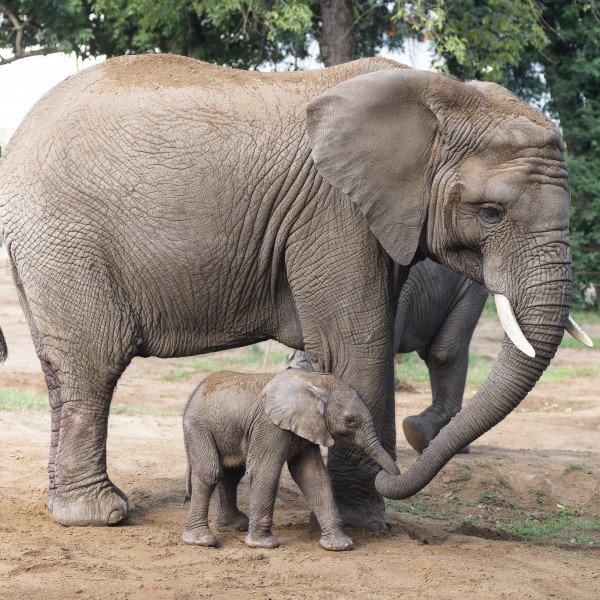 Afrikai elefánt született a Nyíregyházi Állatparkban (galéria)