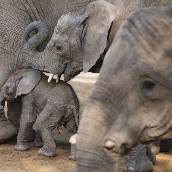 Afrikai elefánt született a Nyíregyházi Állatparkban (galéria)