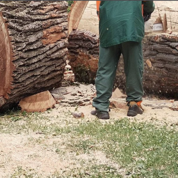 Csalódtak a Ligetvédők a fővárosban, mert a Főkert fákat vágott ki