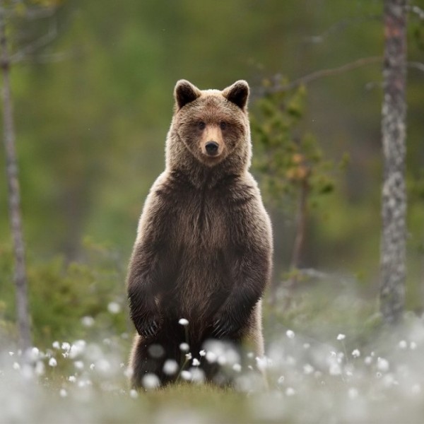Ismét medvét láttak Pest megyében